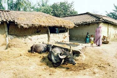 A village in southern Nepal